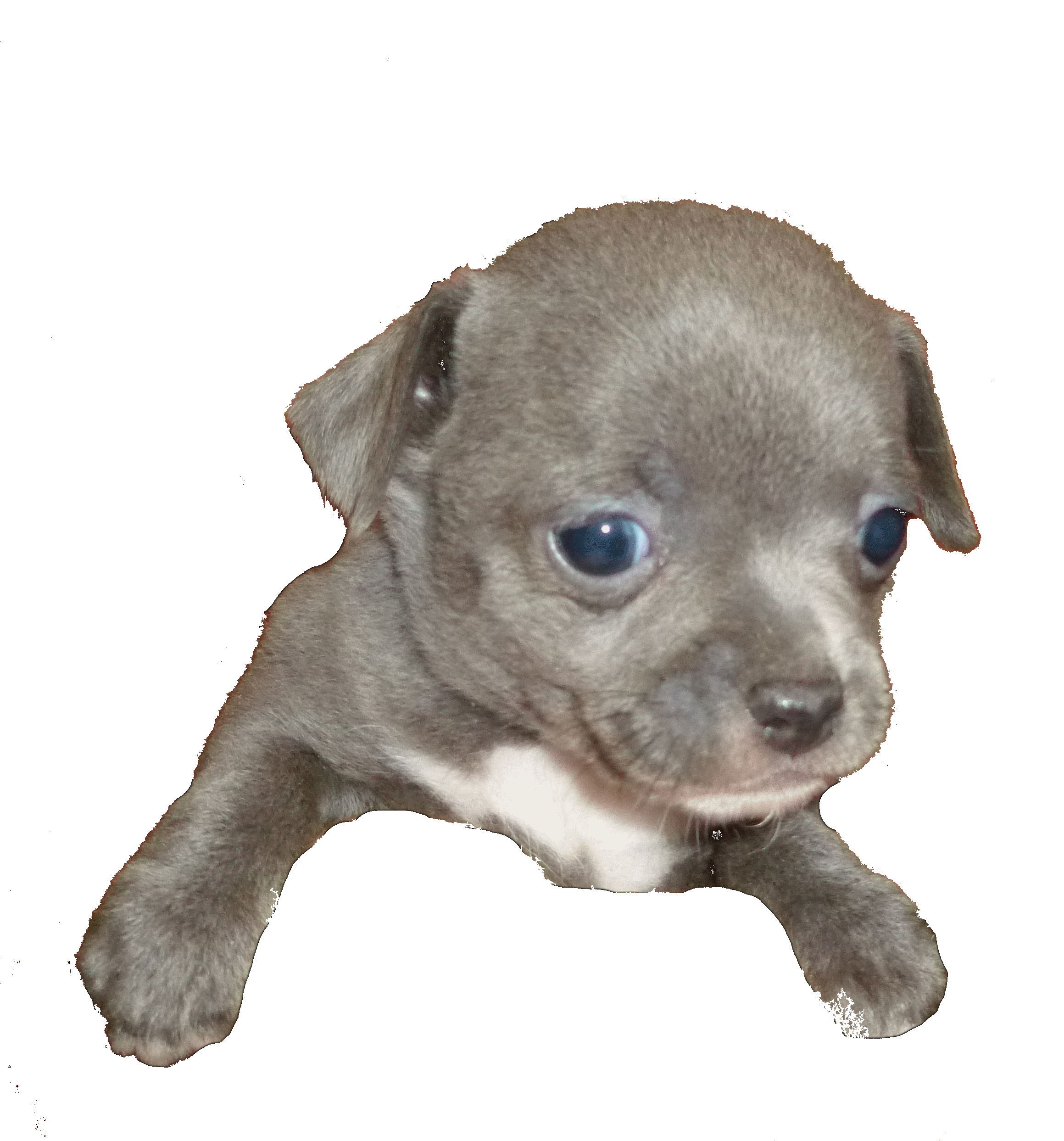 Chihuahua bleu