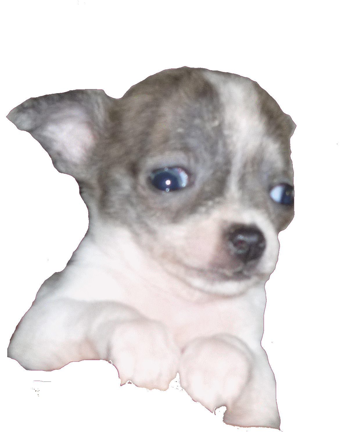 Chihuahua Bringé Bleu