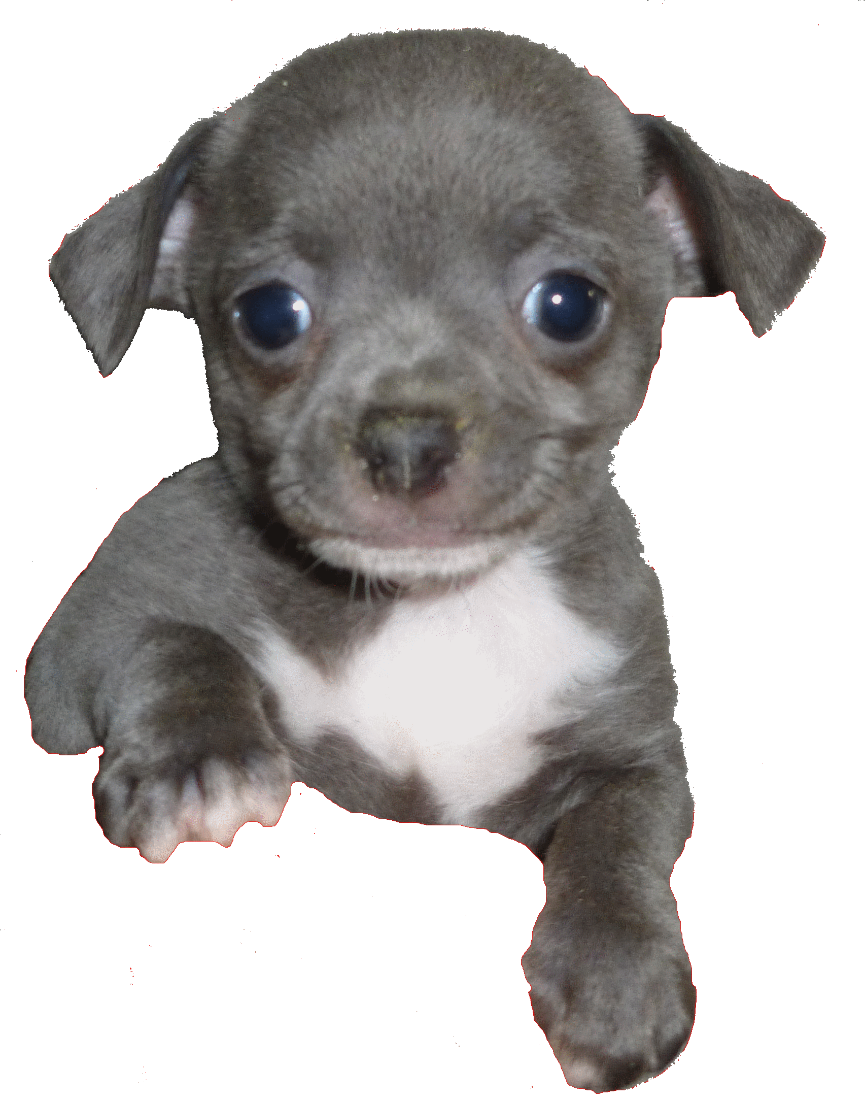 Chihuahua Bleu gène de dillution