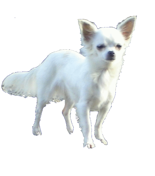 Chihuahua blanc poils longs