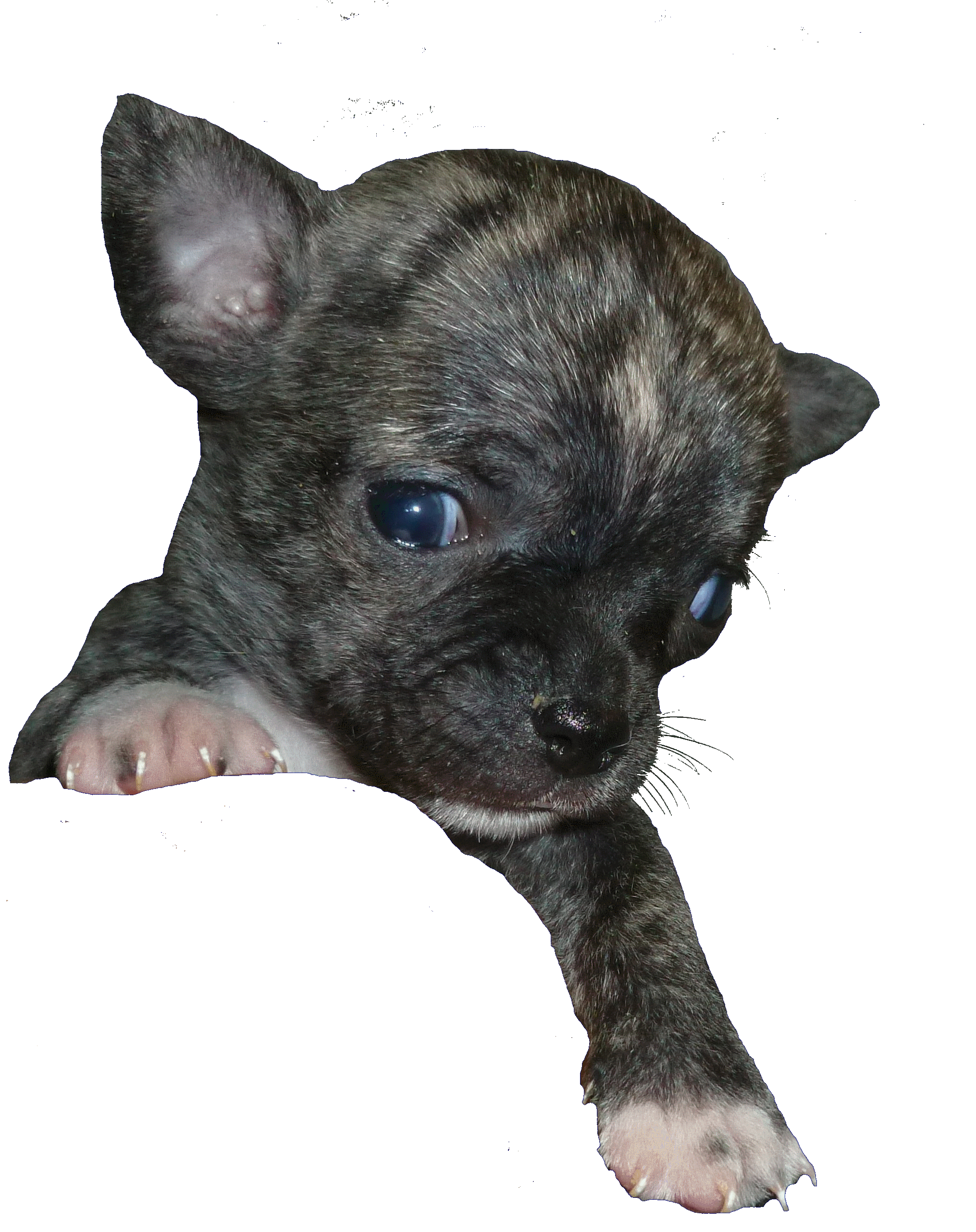 Chihuahua Bringé noir