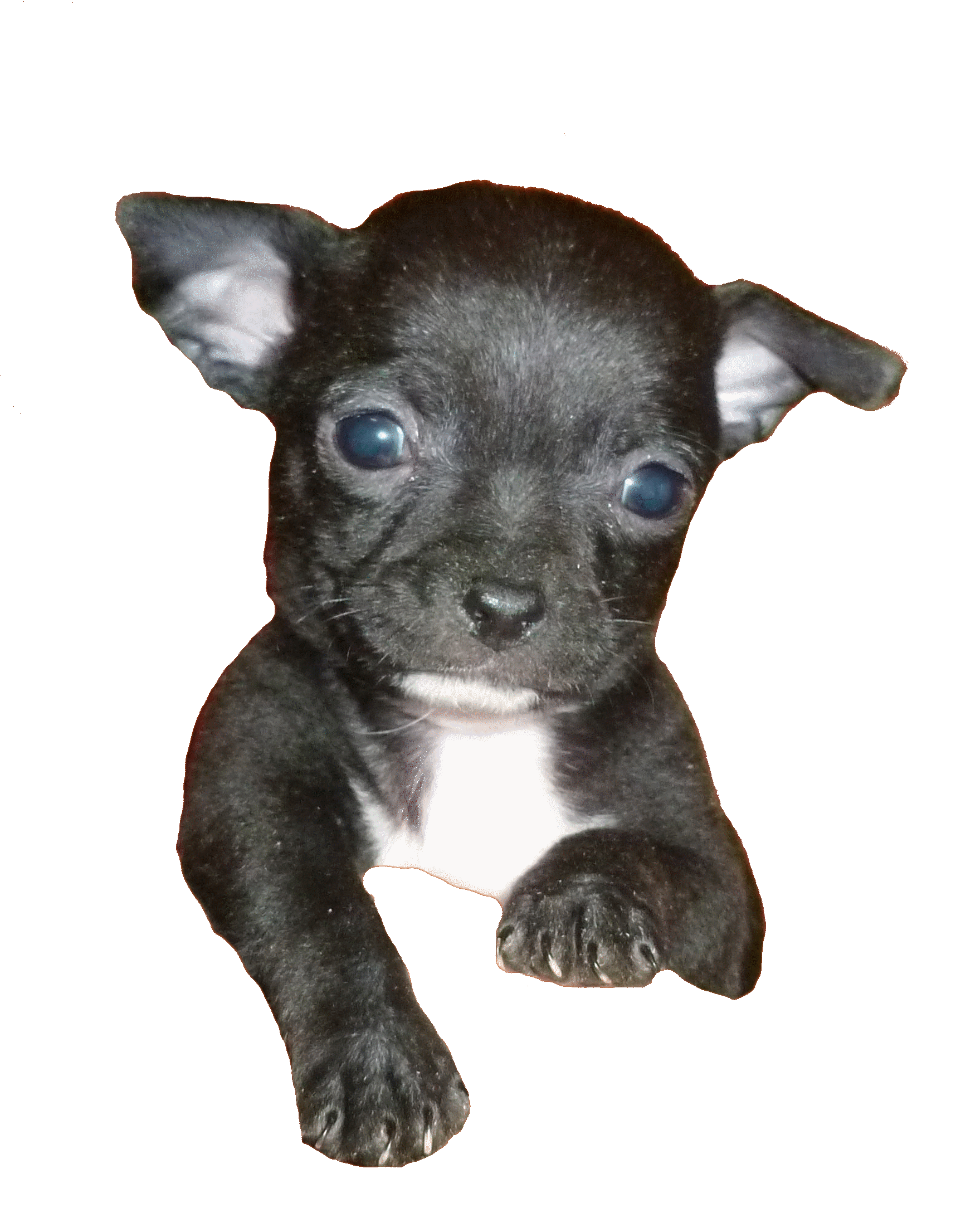Chihuahua noir