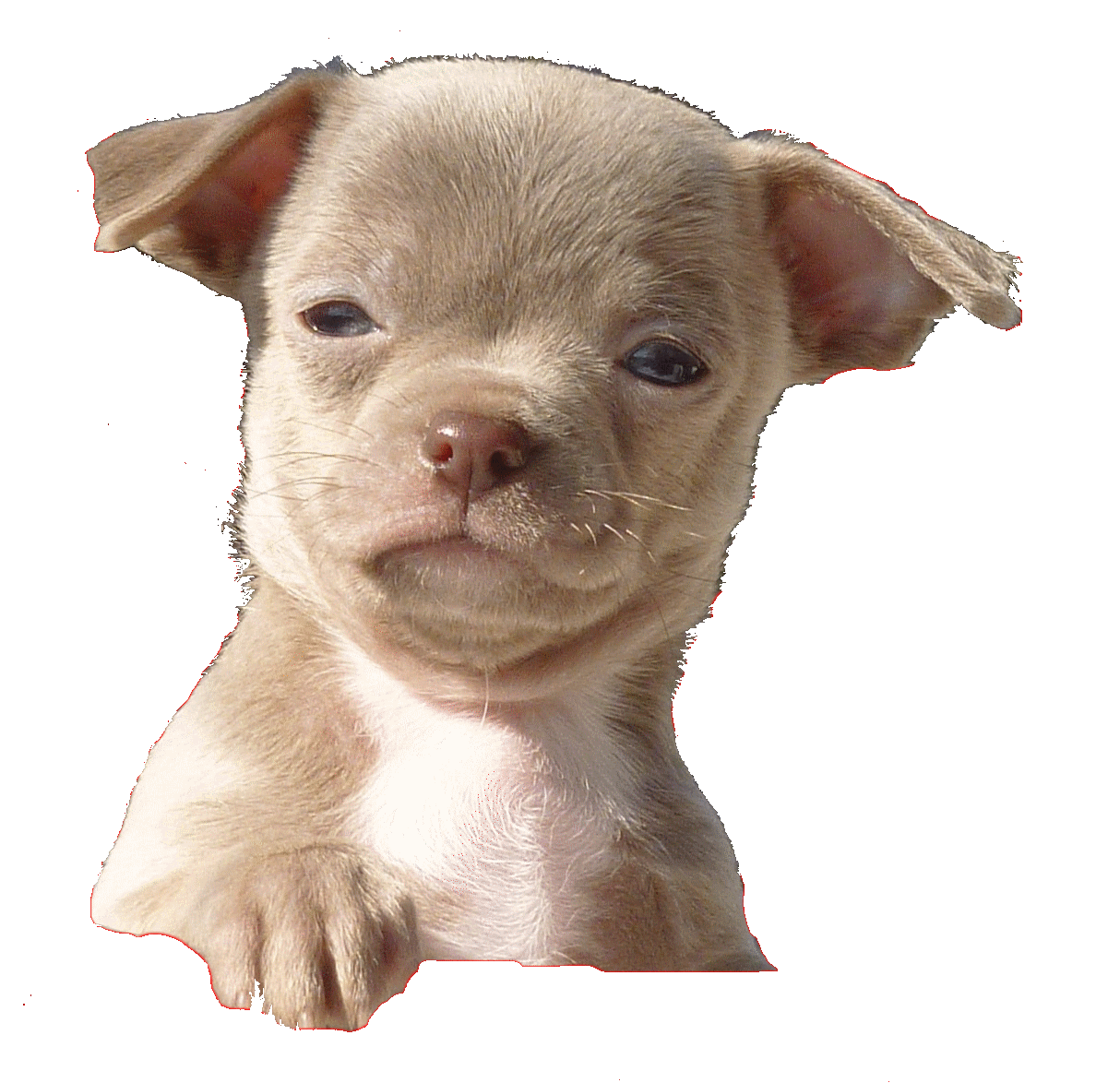 Signe de blanchisserie Chihuahua Lavage et étain sec Décoration